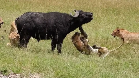 CLIP: Trâu rừng đực ‘đơn thương độc mã’ ác chiến với cả bầy sư tử và cái kết bất ngờ