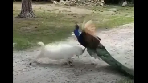 CLIP: Cuộc chạm trán kỳ lạ giữa chim công và dê trắng, bên nào là kẻ chiến thắng?