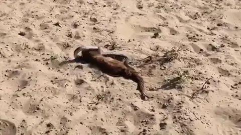 CLIP: Cuộc chiến sinh tử giữa cầy mangut với rắn hổ mang, cái kết đầy bất ngờ ở phút chót