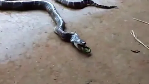 CLIP: Cảnh tượng hiếm thấy - rắn độc quằn quại nôn ra đồng loại tại Ấn Độ