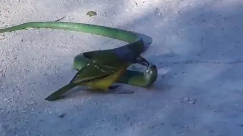 CLIP: Cuộc chiến khốc liệt, chim "sát thủ" xuất chiêu mổ mù mắt rắn độc