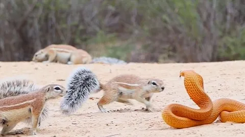 CLIP: Liên minh dũng cảm giữa sóc đất và cầy mangut, đập tan âm mưu xâm lược của rắn hổ mang hung dữ