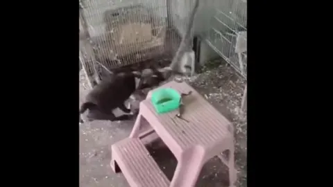 CLIP: Chú chó anh hùng, liều mình tấn công rắn độc để cứu chim non