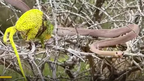 CLIP: Cuộc chiến sinh tử giữa tắc kè hoa và rắn boomslang, cái kết đầy bi kịch