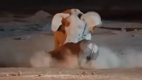 CLIP: Cả gan đối đầu với voi châu Phi trưởng thành, tê giác bị đối thủ húc lật ngửa bụng