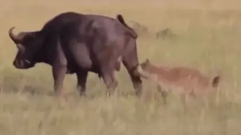 CLIP: Bị linh cẩu cắn vào chỗ hiểm, trâu rừng đực nhận cái kết khó tin