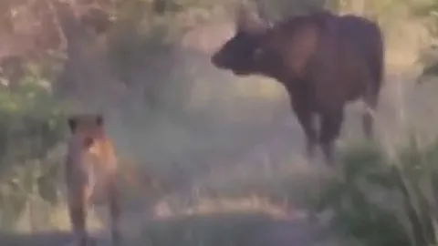 CLIP: Bị 7 con sư tử bao vây, trâu rừng nhận cái kết không ai dám tin