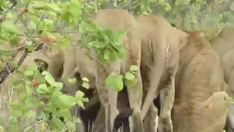 CLIP: Trâu rừng mẹ liều mình tấn công 14 con sư tử và cái kết không ai đoán được