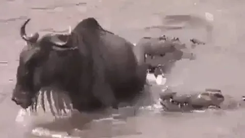 CLIP: Bị cá sấu cắn trúng đuôi, linh dương đầu bò vẫn có màn thoát chết ngoạn mục