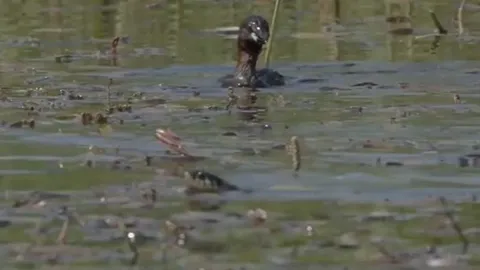 CLIP: Xâm nhập lãnh địa ủa chim lặn rắn nước nhận cái kết bi thảm