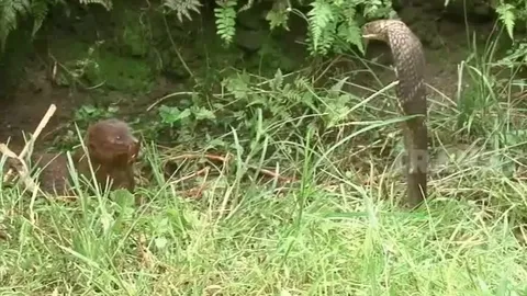 CLIP: Cuộc đụng độ kinh hoàng, cầy mangut khiến hổ mang chúa lệch hàm