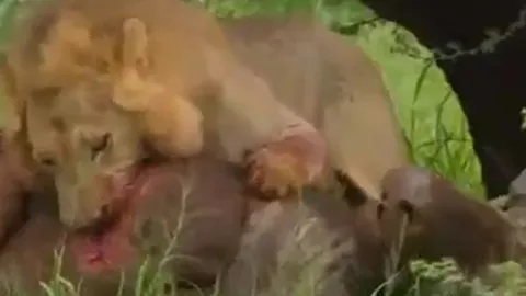 CLIP: Bị sư tử ghì chặt, trâu rừng vẫn có màn 'lật kèo' ngoạn mục khiến kẻ đi săn sợ hãi bỏ chạy
