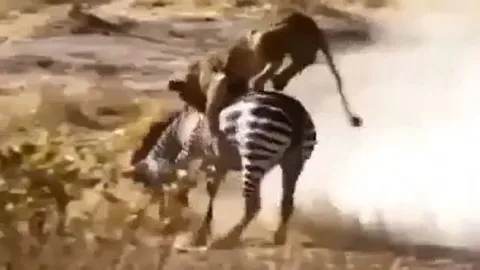 CLIP: Đi săn ngựa vằn, sư tử bị con mồi hành cho 'ra bã' nhưng cái kết mới gây chú ý