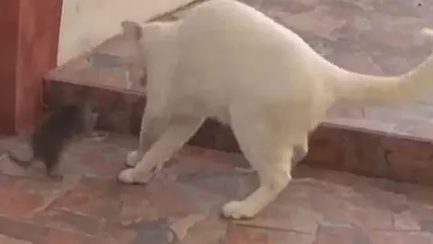 CLIP: Đối đầu với chuột, mèo nhà có hành động vừa hài lại hèn