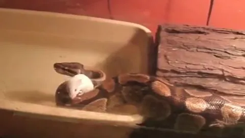 CLIP: Thấy chuột bạch sắp chết đuối, trăn hoàng gia làm ra hành động khiến không ít người 'sốc' nặng
