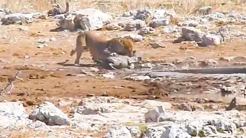 CLIP: Sư tử đực cướp bữa ăn của sư tử cái trong cuộc chiến khốc liệt