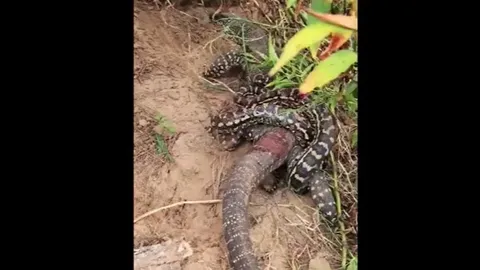 CLIP: Thằn lằn hung dữ đối đầu với trăn khổng lồ, gây kinh ngạc