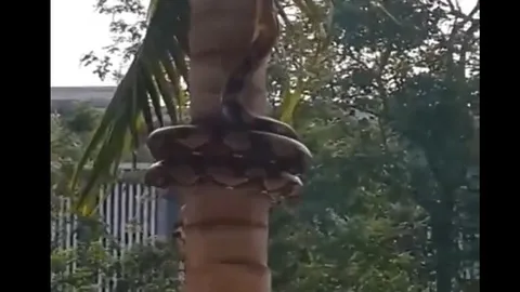 CLIP: Sửng sốt trước tài leo cây điêu luyện của trăn gấm Thái Lan