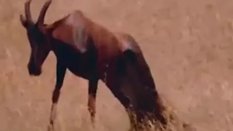 CLIP: 'Đơn thương độc mã', linh cẩu 'tung chiêu độc' hạ gục linh dương trong vòng '1 nốt nhạc'