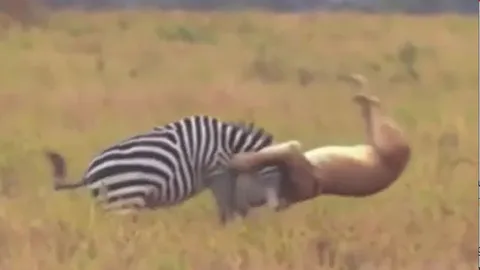 CLIP: Vừa thoát khỏi hàm răng sắc nhọn của cá sấu, ngựa vằn lại gặp phải bầy sư tử vài cái kết