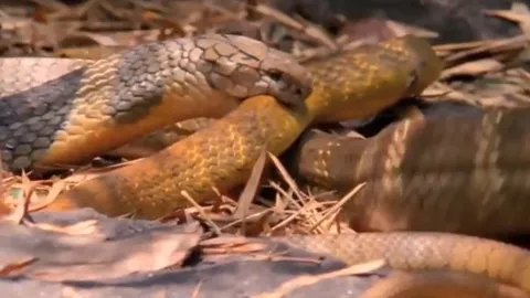 CLIP: Từ kẻ đi săn trở thành con mồi, rắn săn chuột nhận kết cục bi thảm khi đối đầu hổ mang chúa