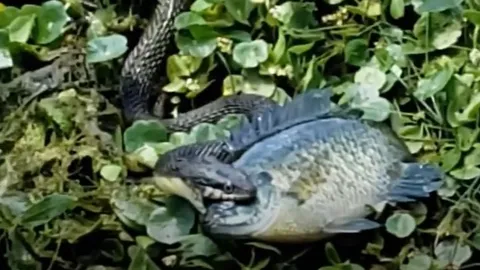 CLIP: Cảnh tưởng rùng rợn của rắn khi nuốt chửng con cá khủng khiến người xem bất ngờ