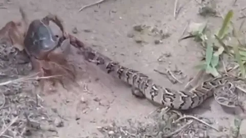CLIP: Rắn phì châu Phi có phản ứng 'sốc' khi đụng độ cua