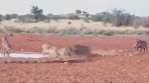 CLIP: Báo đốm bị lợn rừng húc văng vì tội lề mề