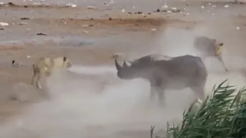 CLIP: Thấy tê giác mang thai bị trượt chân xuống đầm lầy, 3 con sư tử lao lại tấn công rồi nhận cái kết bẽ mặt