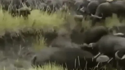 CLIP: Leo lên cây để lánh nạn, sư tử vẫn bị đàn trâu rừng 'hành' đến chết