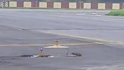 CLIP: 3 con cầy mangut hợp sức tấn công rắn hổ mang và cái kết khó đoán