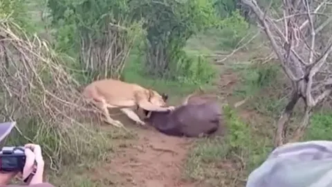 CLIP: Bị sư tử ngoạm chặt cổ, linh dương vẫn có màn 'lật kèo' khiến kẻ đi săn bẽ mặt