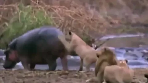 CLIP: Cả gan vỗ mông hà mã, sư tử bị cắn gãy hàm