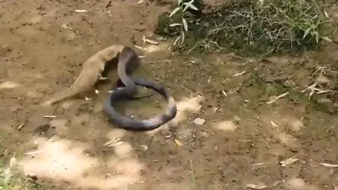 CLIP: Đụng độ cầy mangut, rắn hổ mang nhận cái kết cực kỳ thê thảm