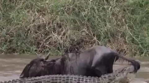 CLIP: Bị cá sấu tóm được, linh dương đầu bò vẫn thoát chết ngoạn mục