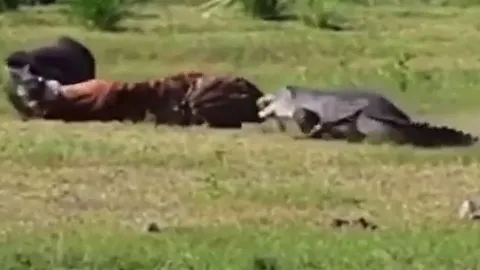 CLIP: Bị cá sấu tấn công bất ngờ, hổ có hành động khiến người xem 'sốc' ngang