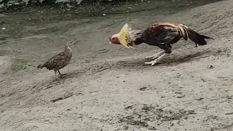 CLIP: Cuộc đối đầu bất ngờ giữa gà gô và gà trống, kết quả khó tin!