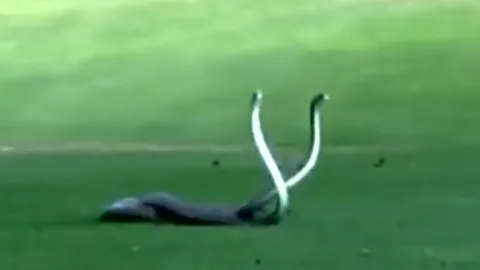 CLIP: Kịch tính màn đánh nhau giành bạn tình của rắn Mamba đen