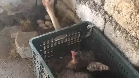 CLIP: Gà mẹ 'tung chiểu hiểm', hạ gục 2 con rắn hổ mang có ý định ăn cắp trứng