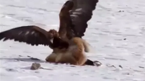 CLIP: Đại bàng "khổng lồ" dùng cặp móng sắc nhọn hạ gục chó sói trong tích tắc