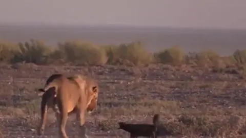 CLIP: Đụng độ sư tử, lửng mật nhận cái kết không ai tin là sự thật