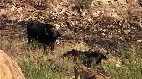 CLIP: Trâu rừng nghĩa hiệp tới giải cứu đồng loại bị sư tử 'xẻ thịt' nhưng cái kết mới gây chú ý