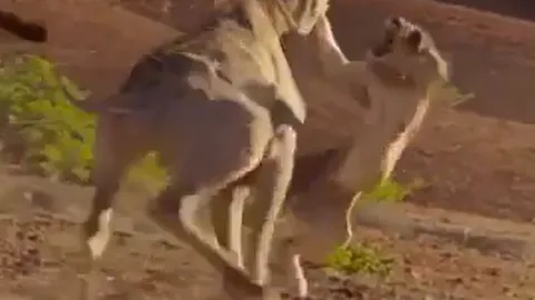 CLIP: Đi săn hươu cao cổ, sư tử bị con mồi đạp cho nhừ xương