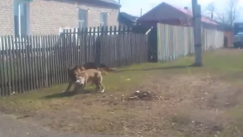 CLIP: Cuộc so tài sức mạnh nảy lửa giữa chó Pitbull và Béc-giê