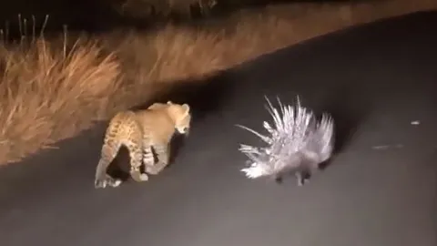 CLIP: Bị báo hoa mai truy sát, nhím 'tung chiêu độc' khiến kẻ đi săn 'ôm hận'