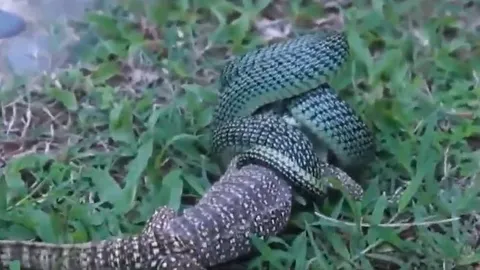 CLIP: Đụng độ rắn lục hoa cân, thằn lằn nhận cái kết bi thảm