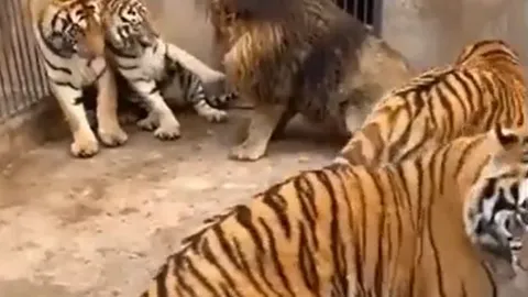 CLIP: Mãn nhãn trước màn ác đấu đầy gay cấn giữa 1 con sư tử và 5 con hổ