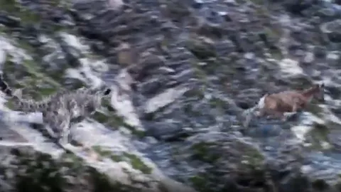 CLIP: Bị báo tuyết truy sát trên vách đá, dê núi 'tung chiêu độc' khiến kẻ đi săn 'bẽ mặt'