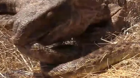 CLIP: Vừa ăn thịt chuột lang xong, rắn hổ mang đã lập tức 'nhận quả báo' từ thằn lằn khổng lồ