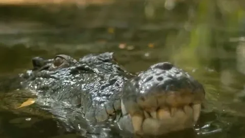 CLIP: Cá sấu ẩn mình tài tình rồi tung cú đớp 'chết chóc', đoạn mạng lợn rừng trong tích tắc